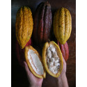 Organic Cacao Nibs Sweetened with Yacon