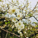 紫蘇梅汁-解渴、開胃、解油膩、補充電解質